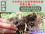 rxĲ շb 0.6/r60Ԫ/